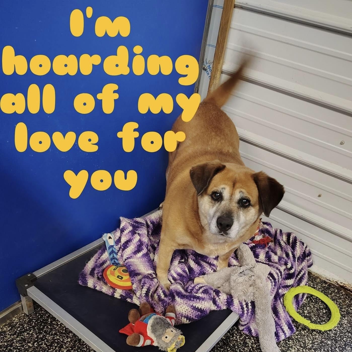 Layla, a Adoptable Labrador Retriever in McKenzie, TN image 2/3