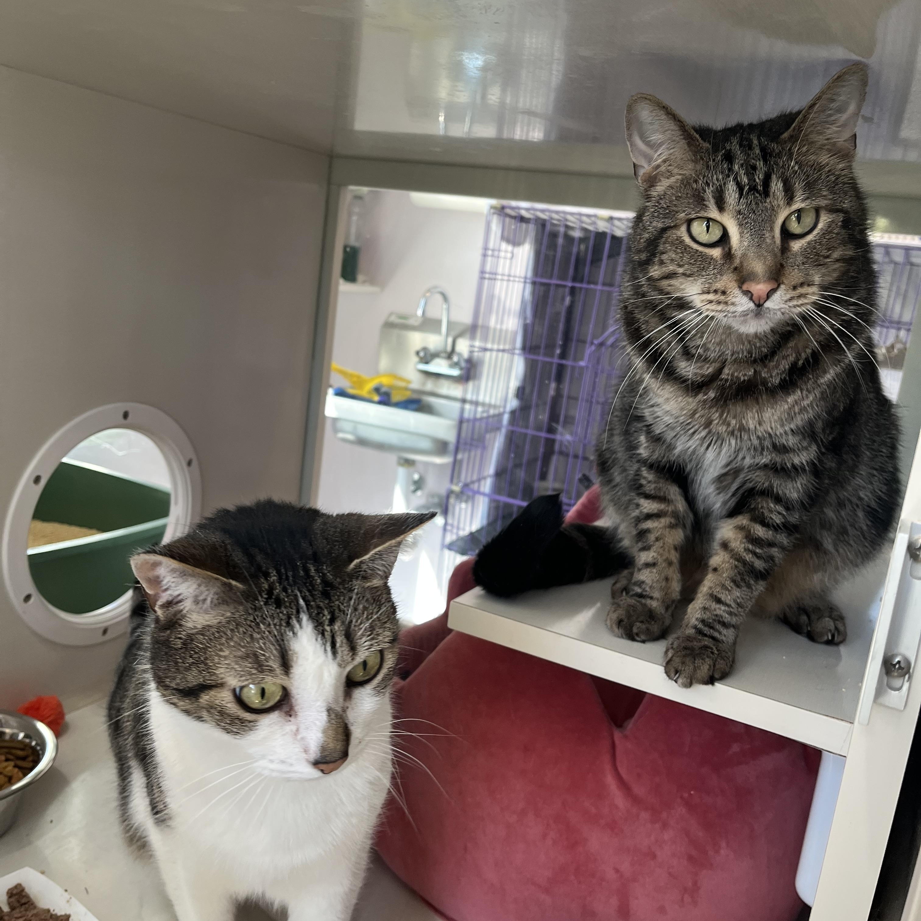 Enlarge Bandit and Firecracker, an adoptable Domestic Short Hair in Salisbury, MA image 4/6