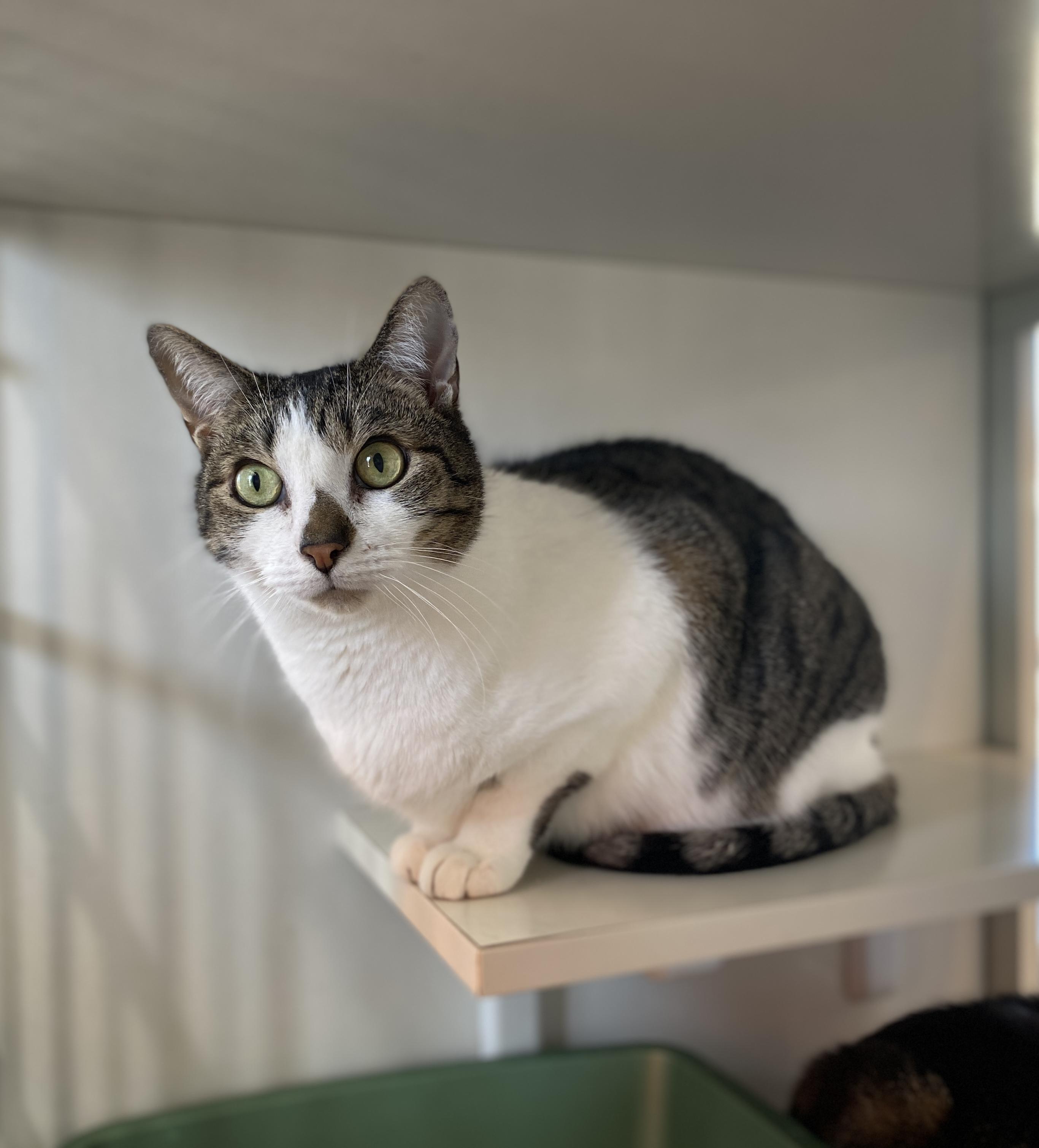 Enlarge Bandit and Firecracker, an adoptable Domestic Short Hair in Salisbury, MA image 5/6