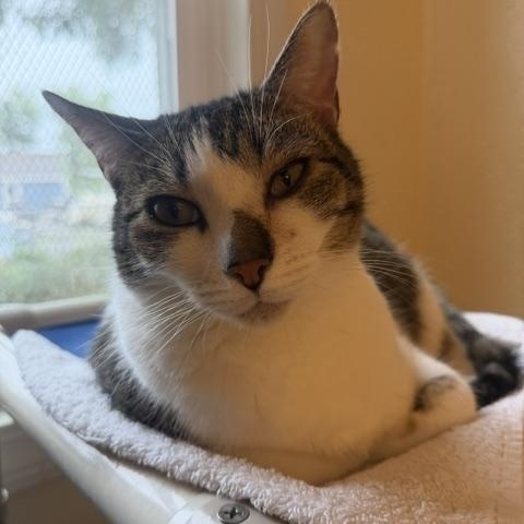 Enlarge Bandit and Firecracker, an adoptable Domestic Short Hair in Salisbury, MA image 4/6