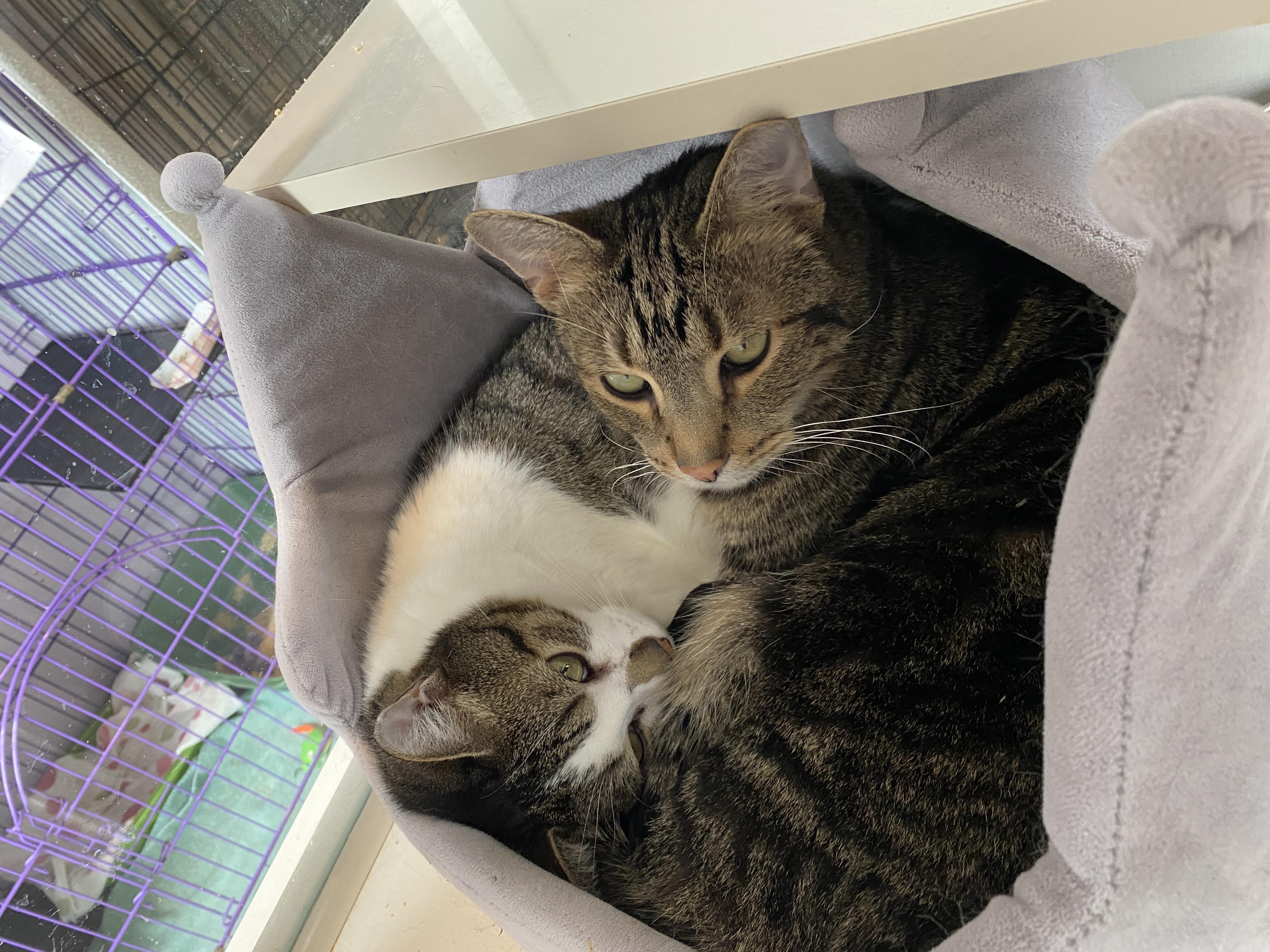 Enlarge Bandit and Firecracker, an adoptable Domestic Short Hair in Salisbury, MA image 1/6