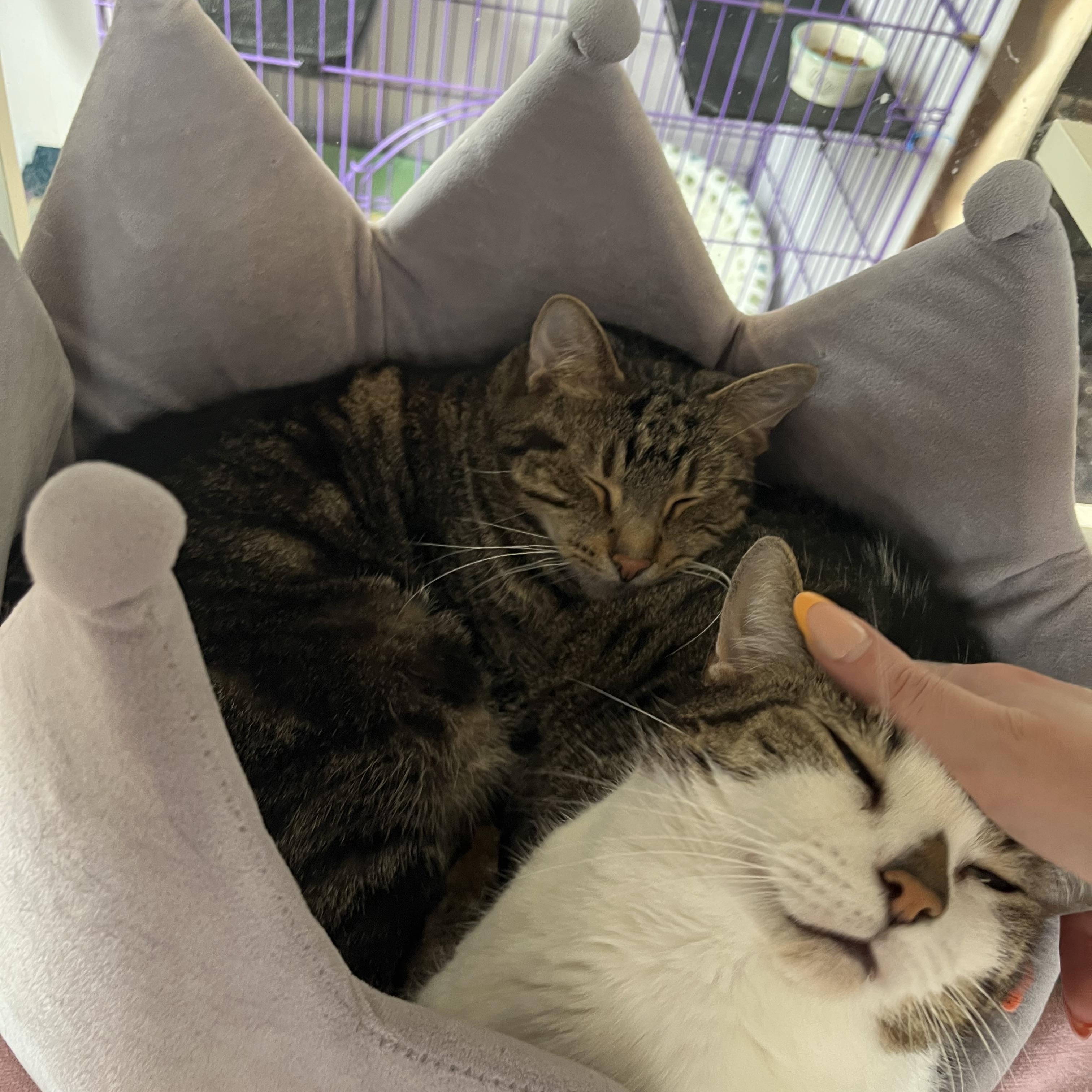 Enlarge Bandit and Firecracker, an adoptable Domestic Short Hair in Salisbury, MA image 3/6