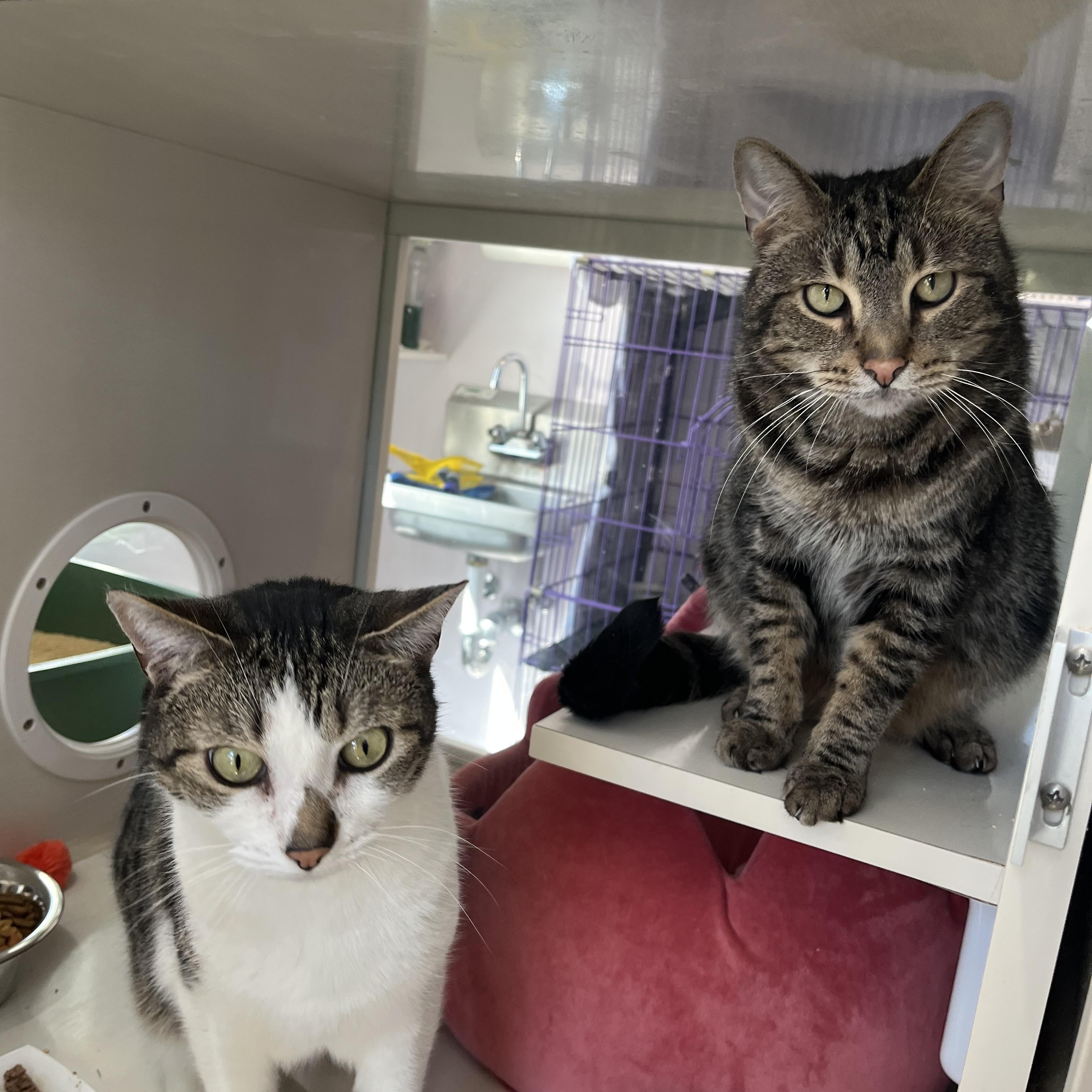 Enlarge Bandit and Firecracker, an adoptable Domestic Short Hair in Salisbury, MA image 2/6