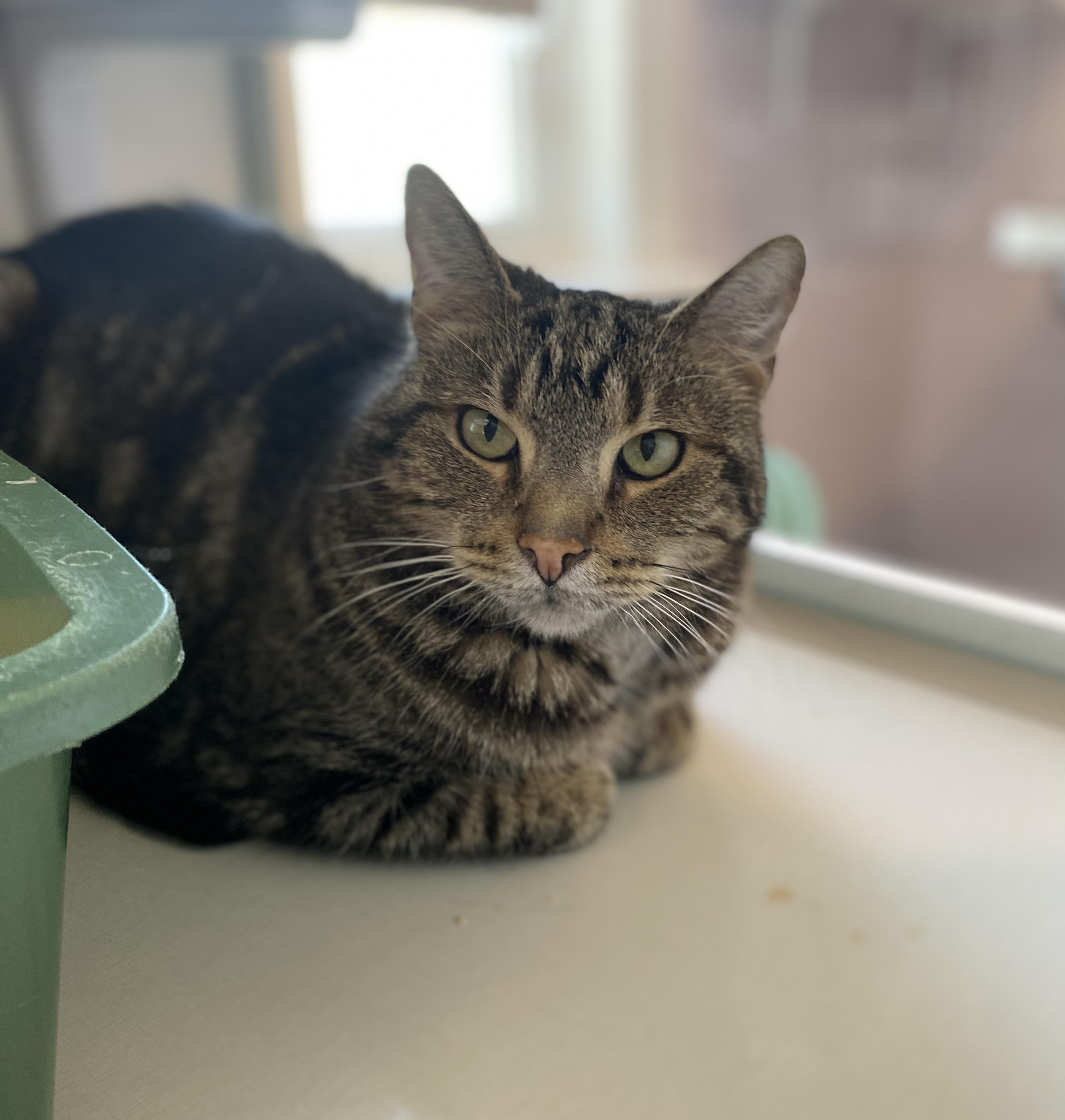 Enlarge Bandit and Firecracker, an adoptable Domestic Short Hair in Salisbury, MA image 6/6