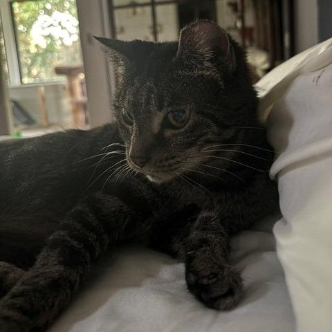 Hazel, Adoptable, Senior Female Domestic Short Hair.
