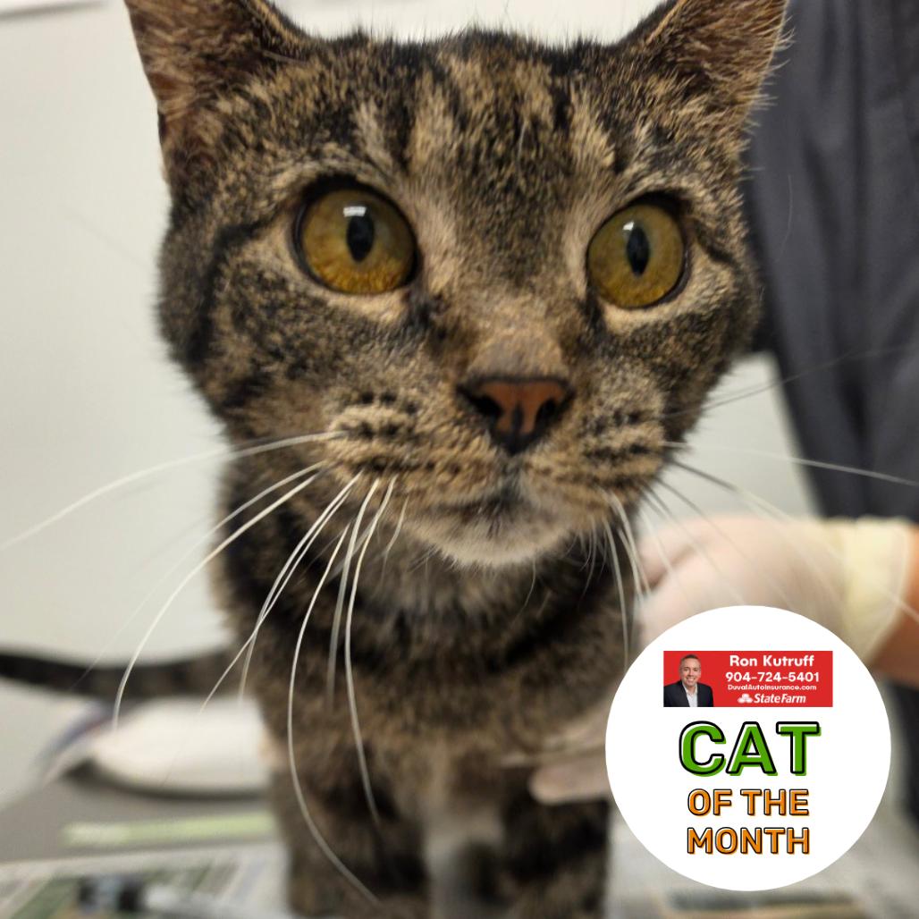 Hazel, Adoptable, Senior Female Domestic Short Hair.