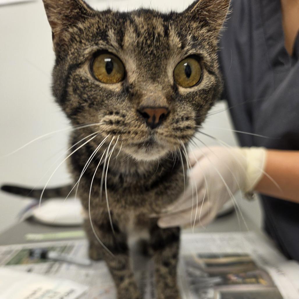 Hazel, Adoptable, Senior Female Domestic Short Hair.