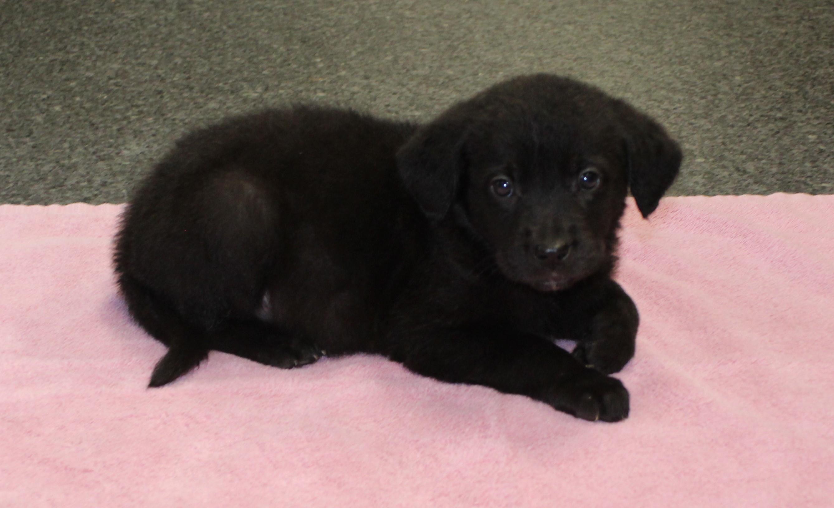 Esme (11549), adopted, Puppy Female Labrador Retriever & Shepherd.