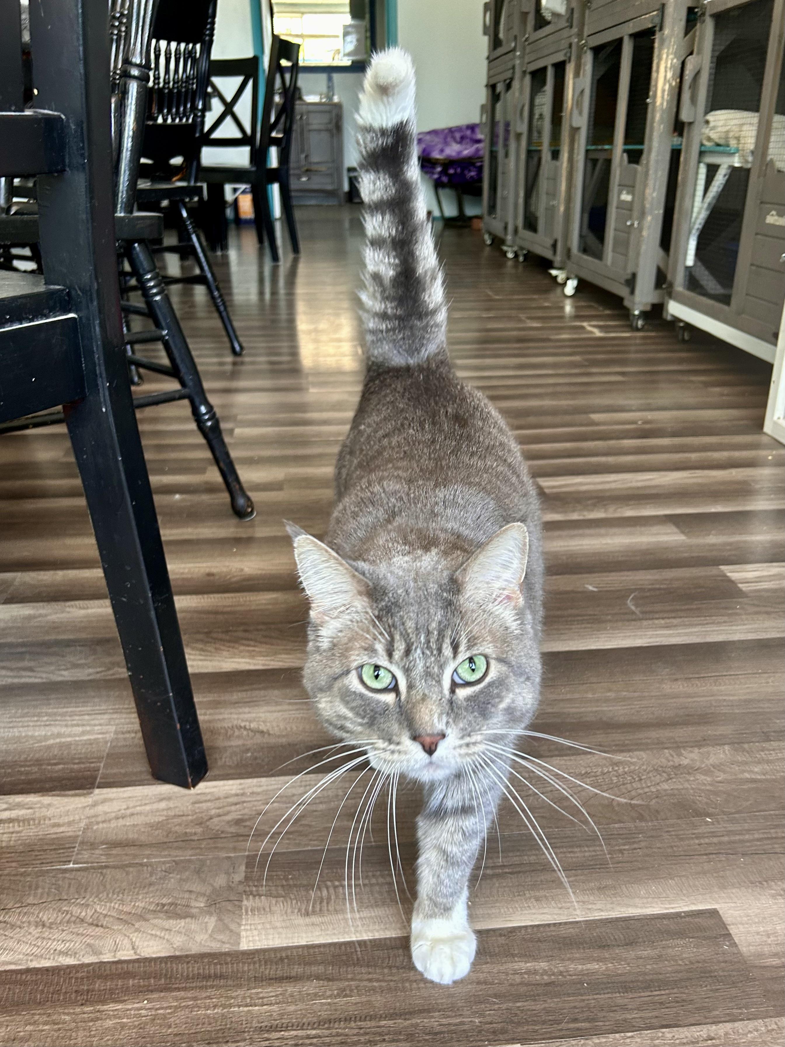Enlarge Kirby, an adopted Tabby in Grand Rapids, MI image 6/6