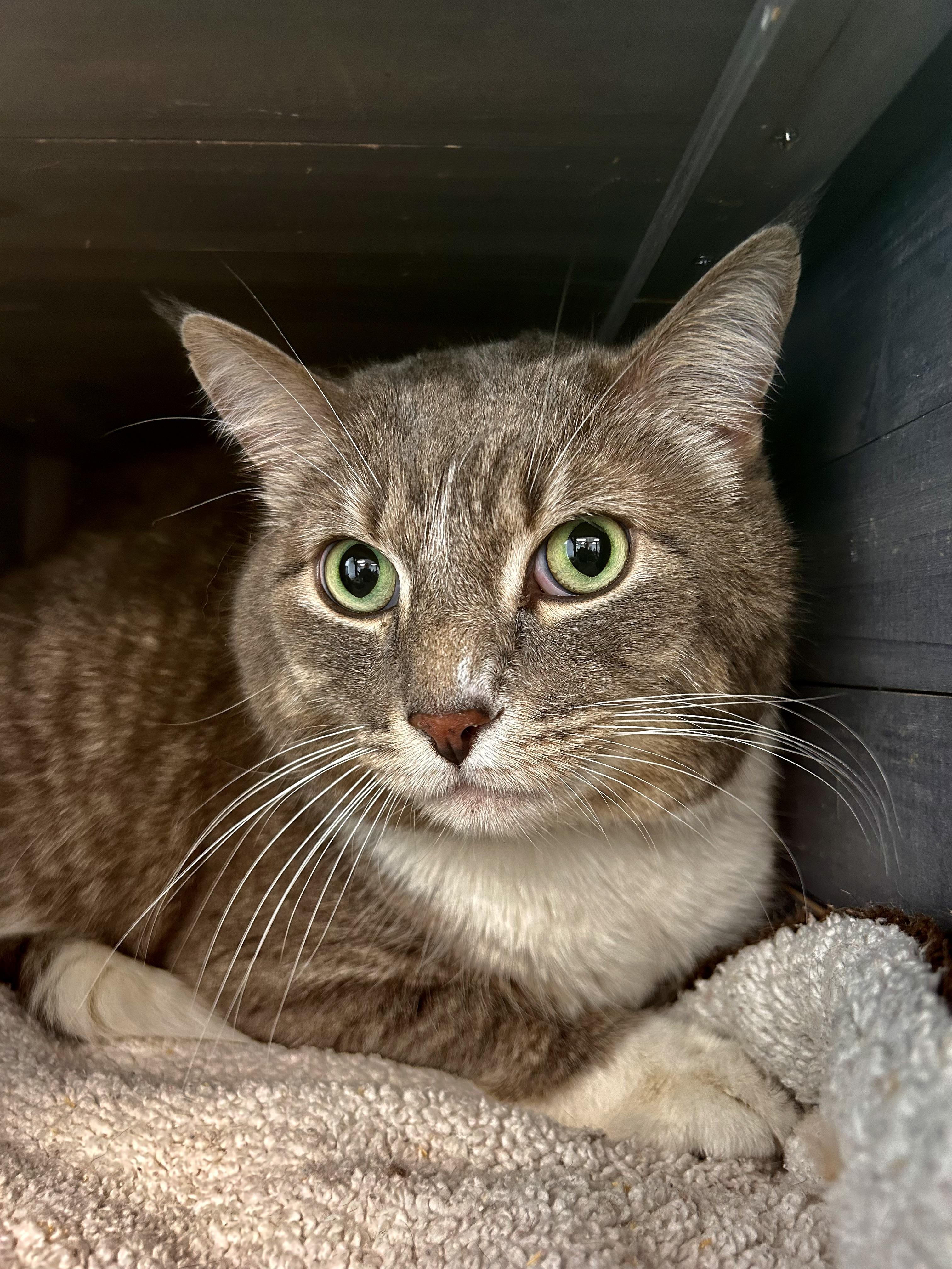 Enlarge Kirby, an adopted Tabby in Grand Rapids, MI image 2/6