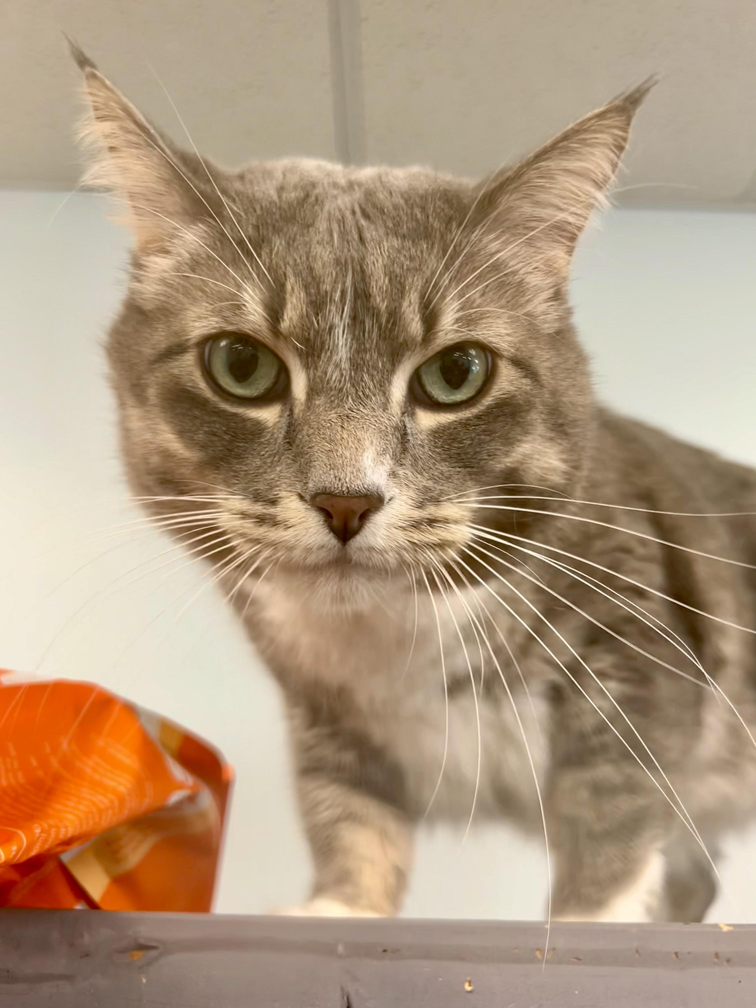 Enlarge Kirby, an adopted Tabby in Grand Rapids, MI image 5/6