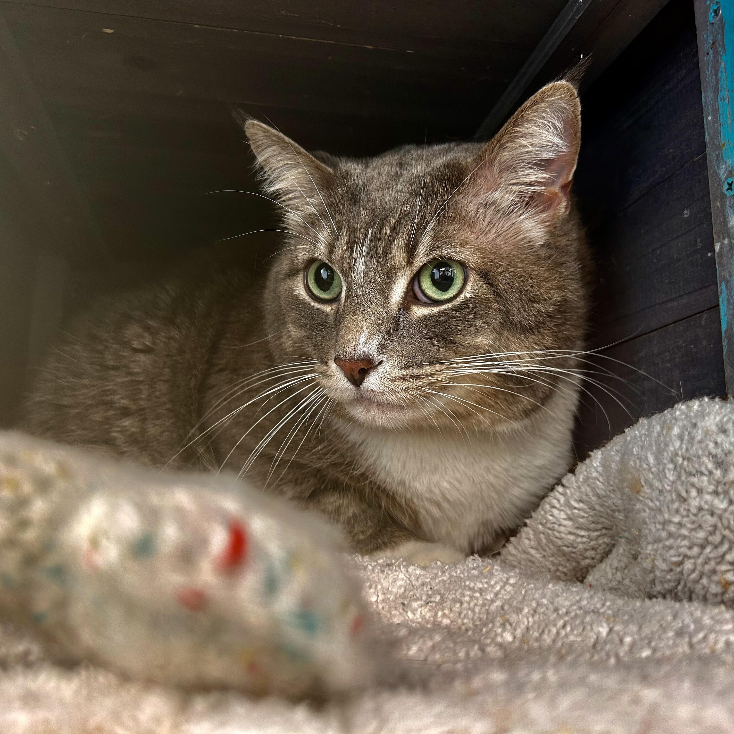 Enlarge Kirby, an adopted Tabby in Grand Rapids, MI image 4/6
