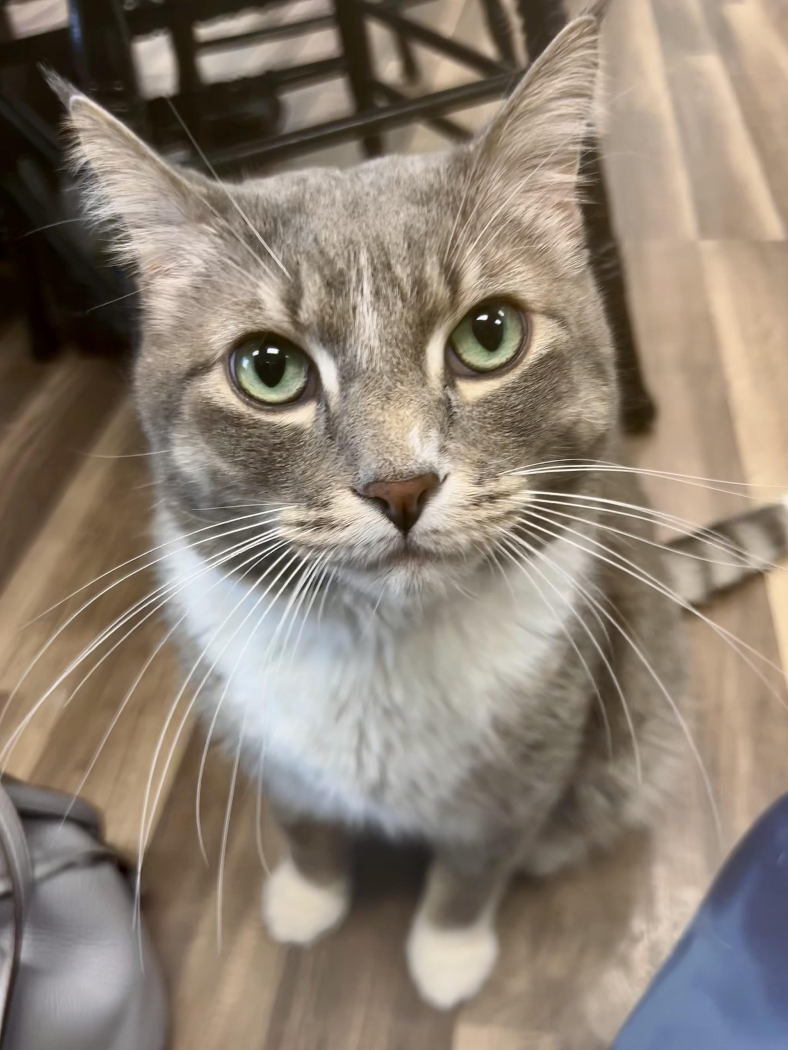 Enlarge Kirby, an adopted Tabby in Grand Rapids, MI image 3/6