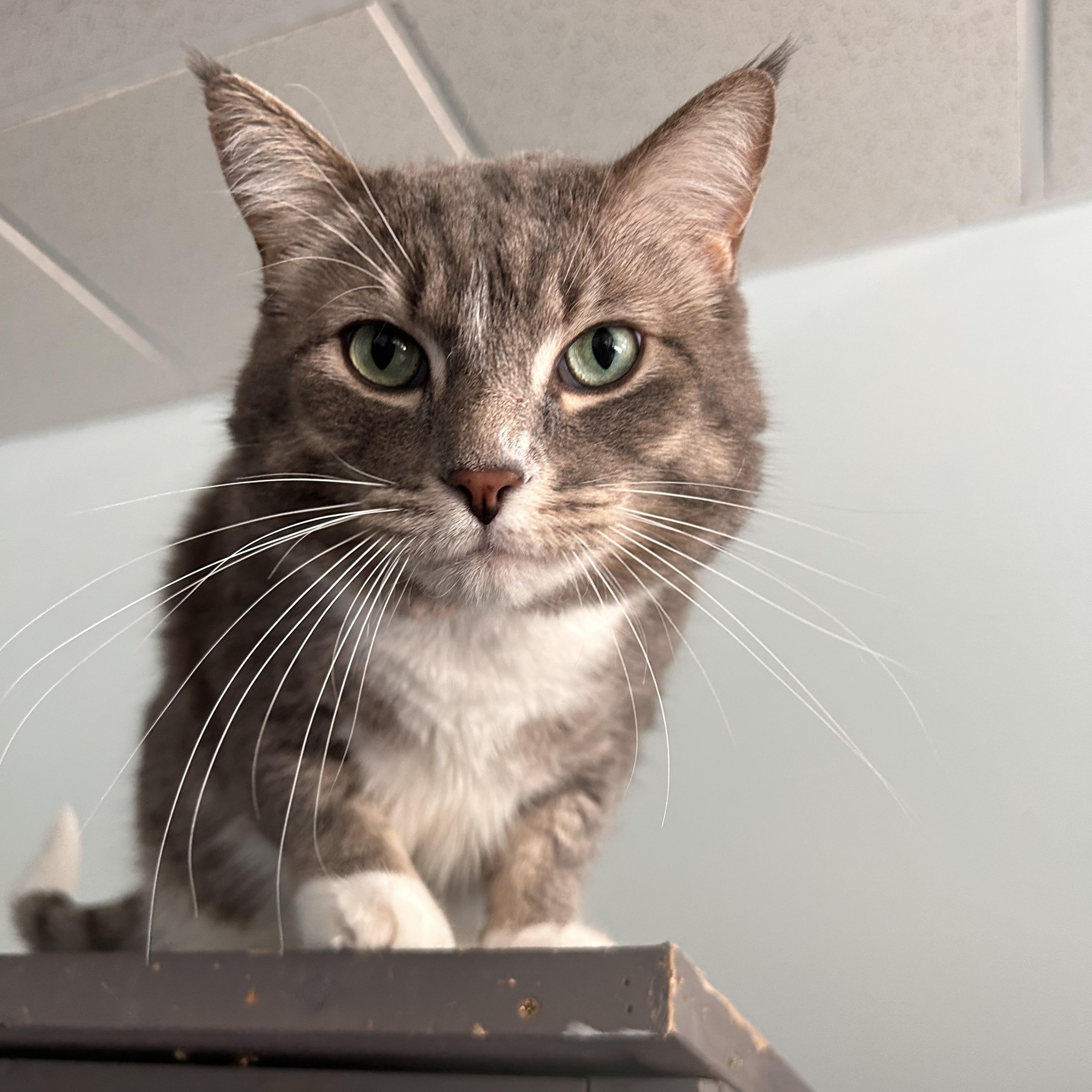 Kirby, adopted, Adult Male Tabby.