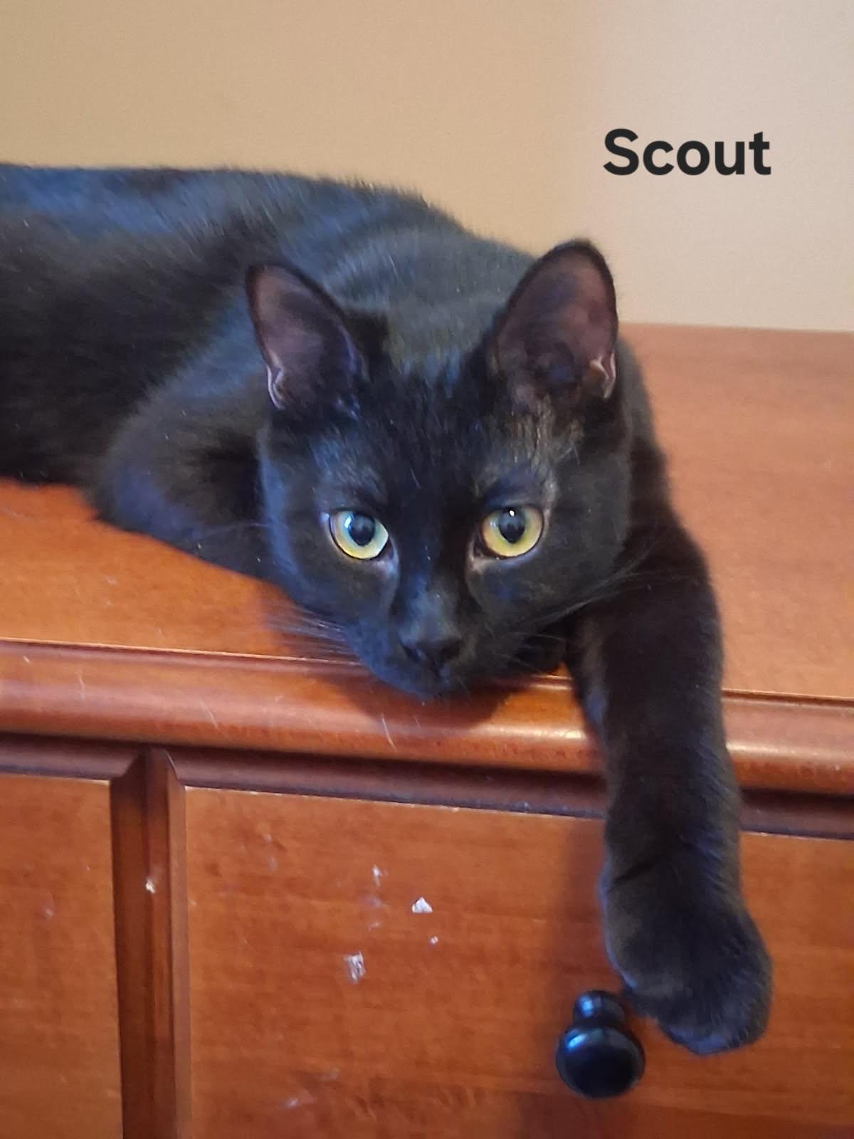 Scout, ADOPTABLE, Young Male Domestic Short Hair.