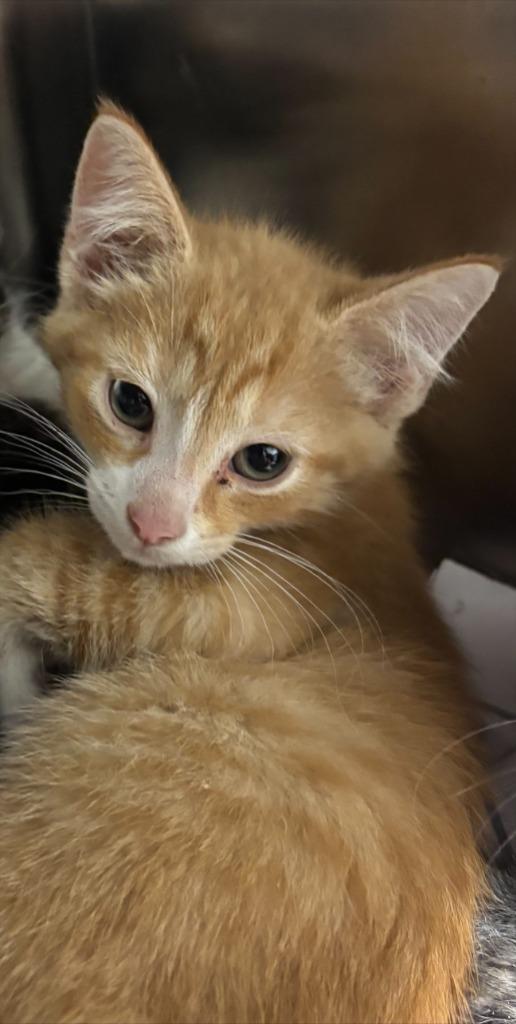 MICHAEL, Adoptable, Kitten Male Domestic Short Hair.
