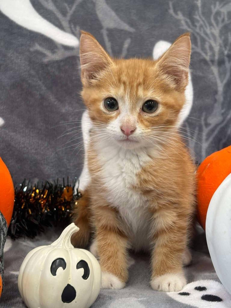 Enlarge MICHAEL, a Adoptable mixed breed in Warrenton, NC image 2/2