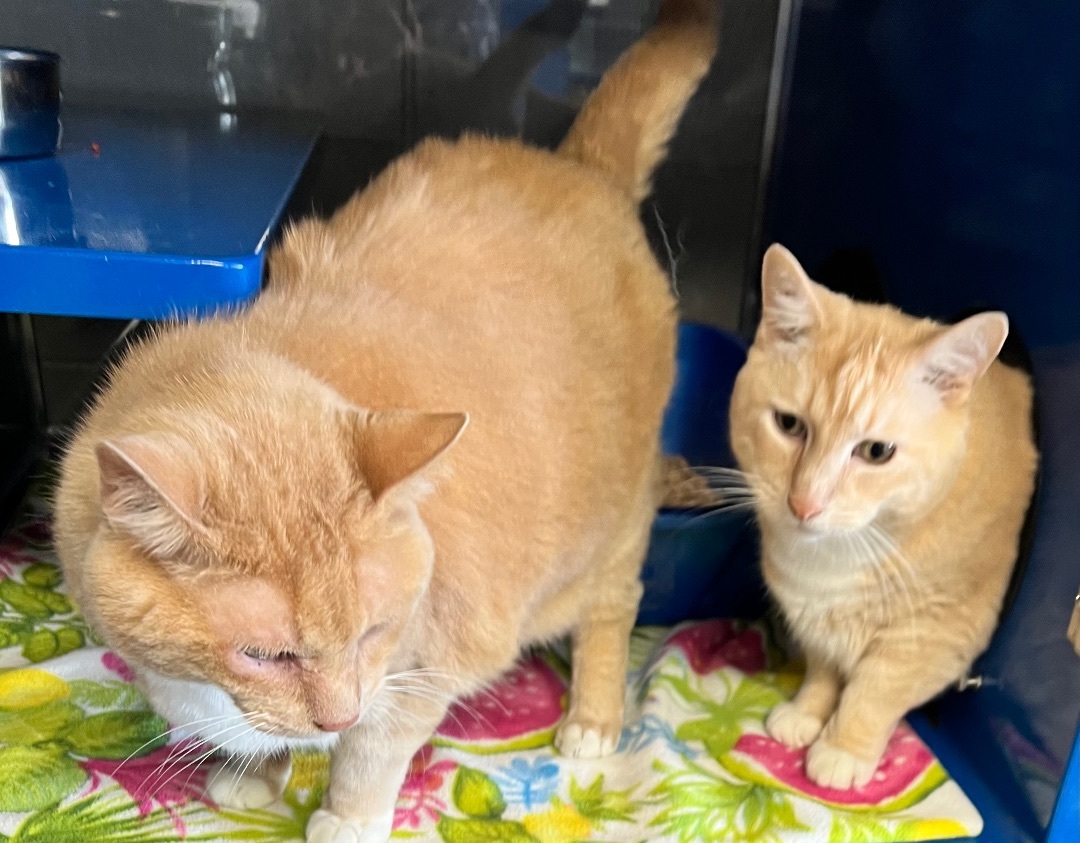 Oliver & Cedar