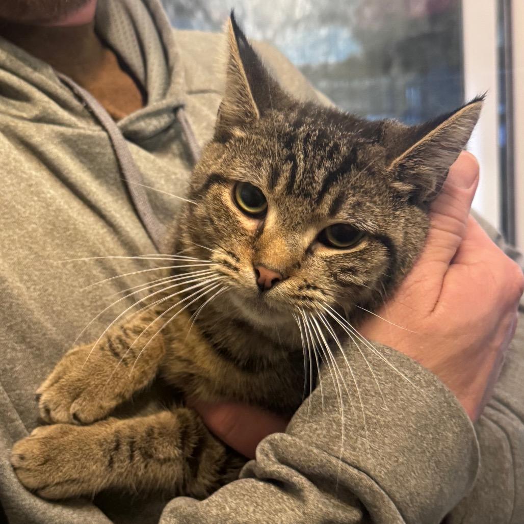 Enlarge Millie, a Adoptable Domestic Short Hair in Bottineau, ND image 1/1