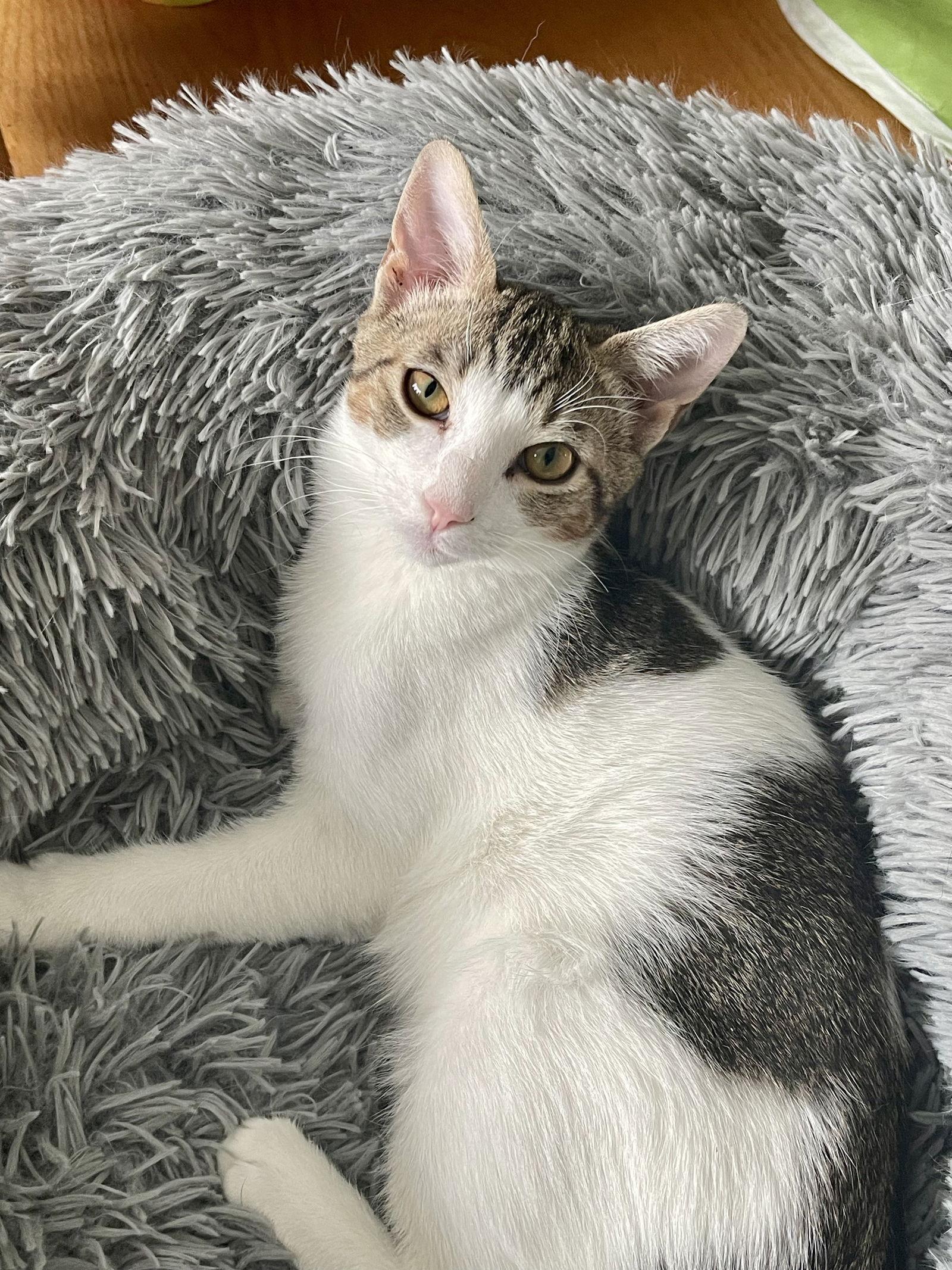 Enlarge TEDDY, a Adoptable Domestic Medium Hair in Oakhurst, NJ image 3/3