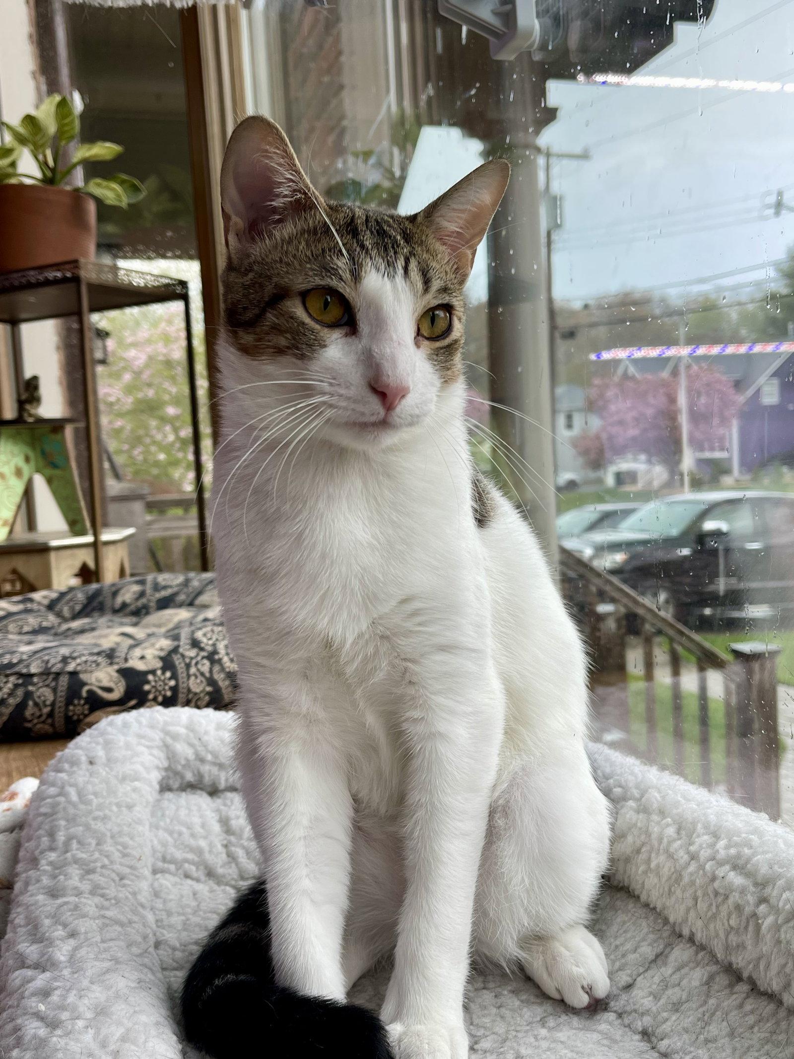 Enlarge TEDDY, a Adoptable Domestic Short Hair in Oakhurst, NJ image 2/3
