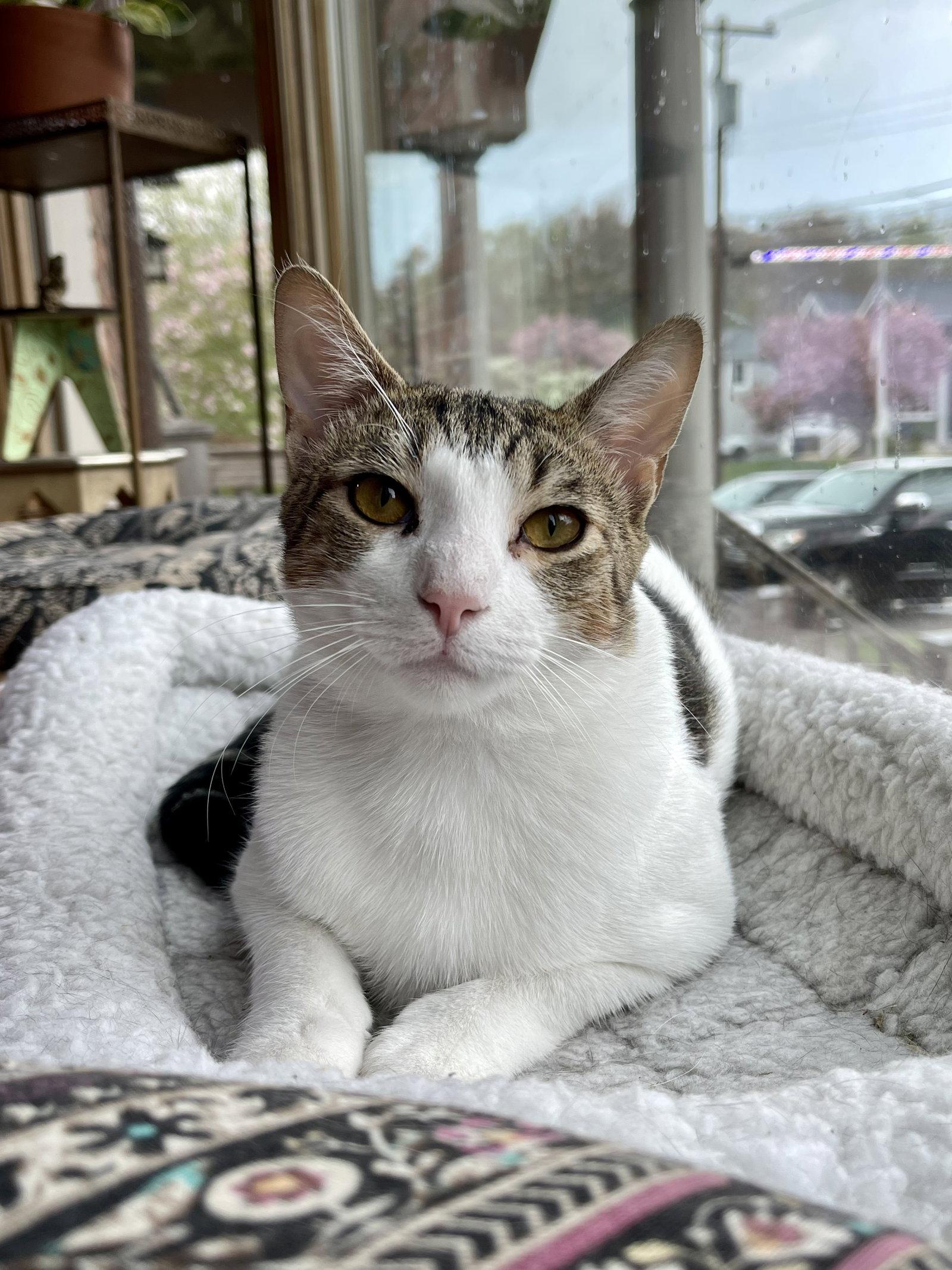 Enlarge TEDDY, a Adoptable Domestic Short Hair in Oakhurst, NJ image 3/3