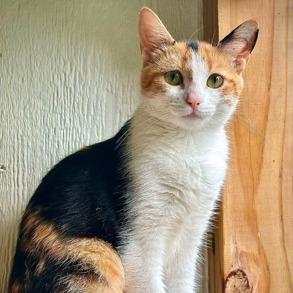 Peppermint Patty, Adoptable, Young Female Domestic Short Hair.