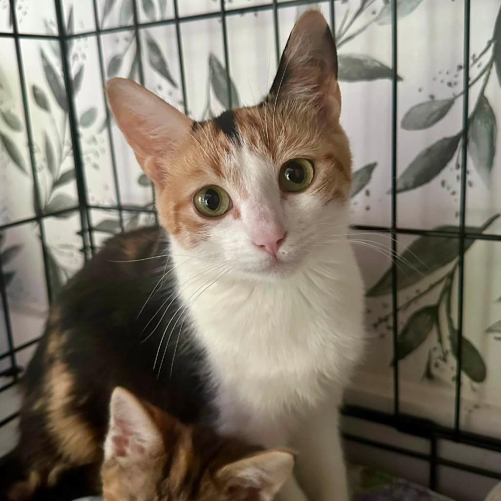 Enlarge Peppermint Patty, a Adoptable Domestic Short Hair in Leechburg, PA image 2/3