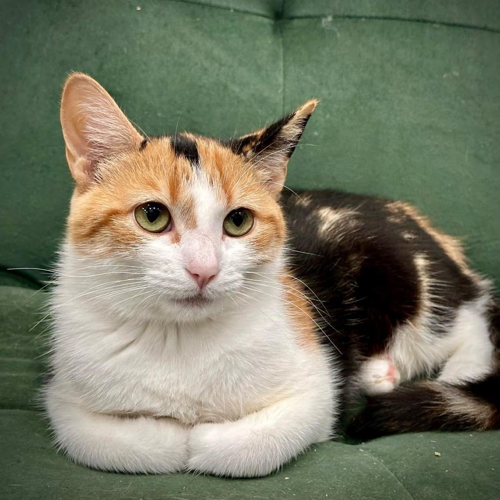 Enlarge Peppermint Patty, a Adoptable Domestic Short Hair in Leechburg, PA image 3/3