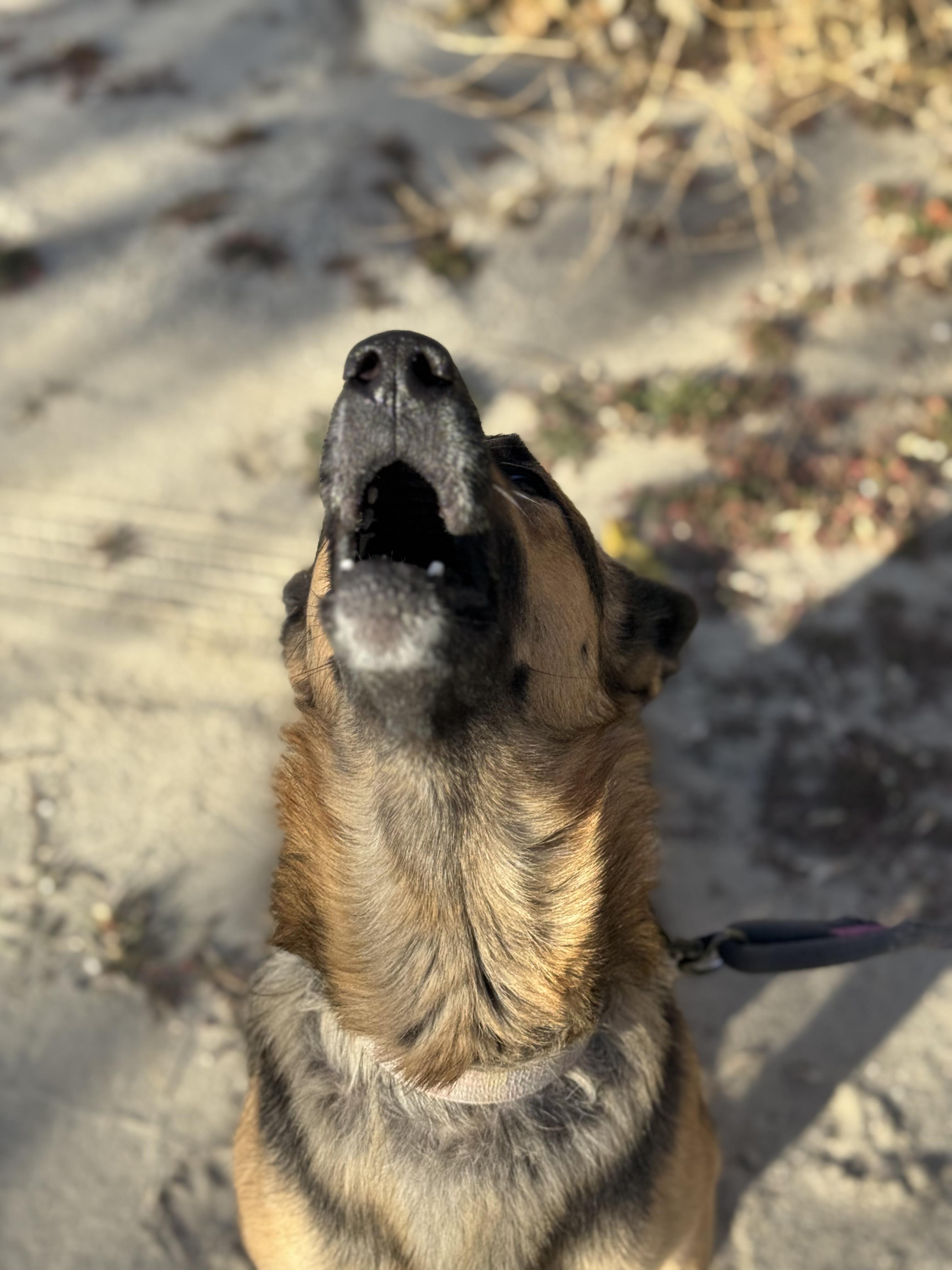Enlarge Ella Marie, a ADOPTABLE German Shepherd Dog in Frazier Park, CA image 4/6