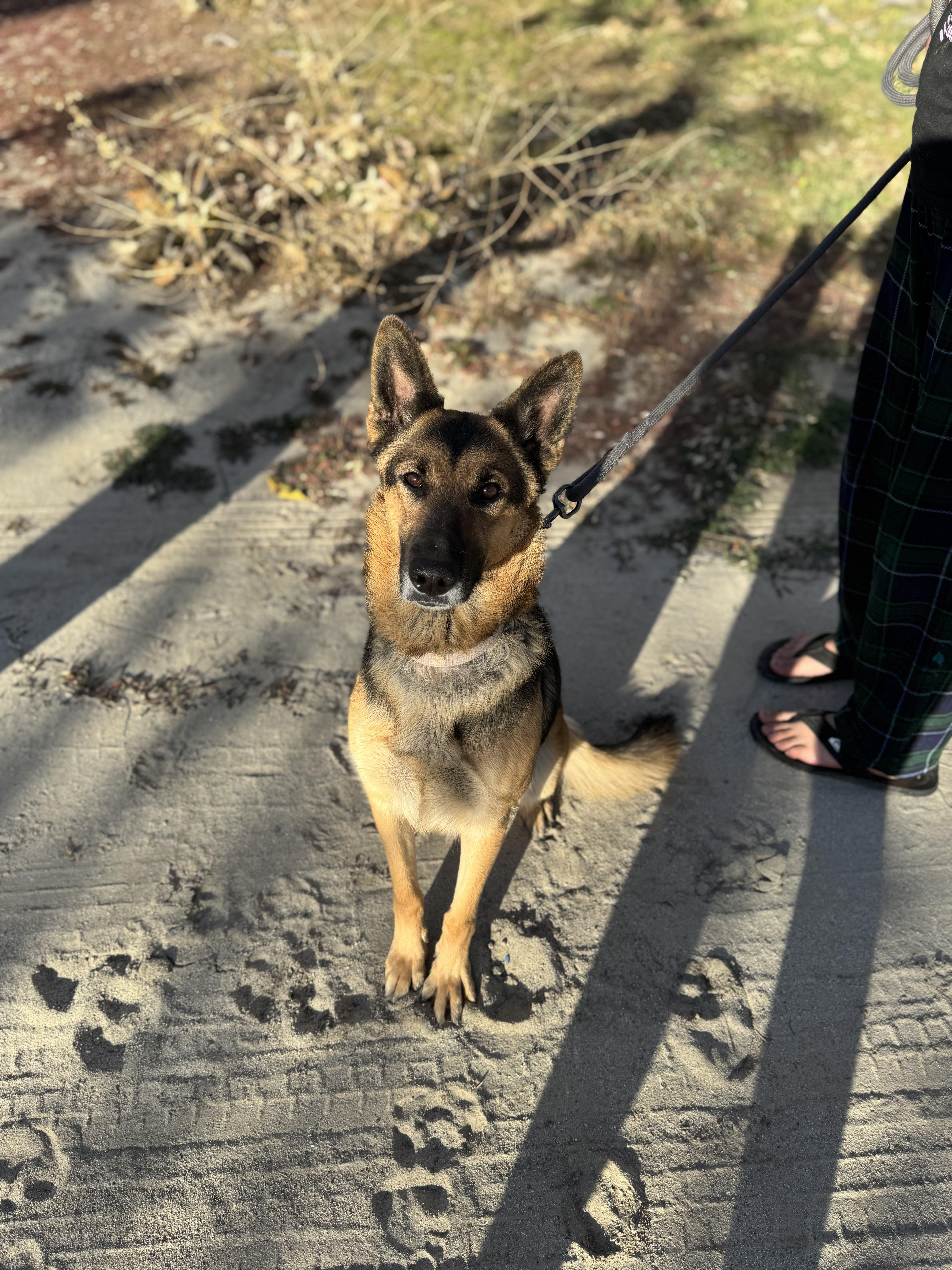 Enlarge Ella Marie, a ADOPTABLE German Shepherd Dog in Frazier Park, CA image 6/6