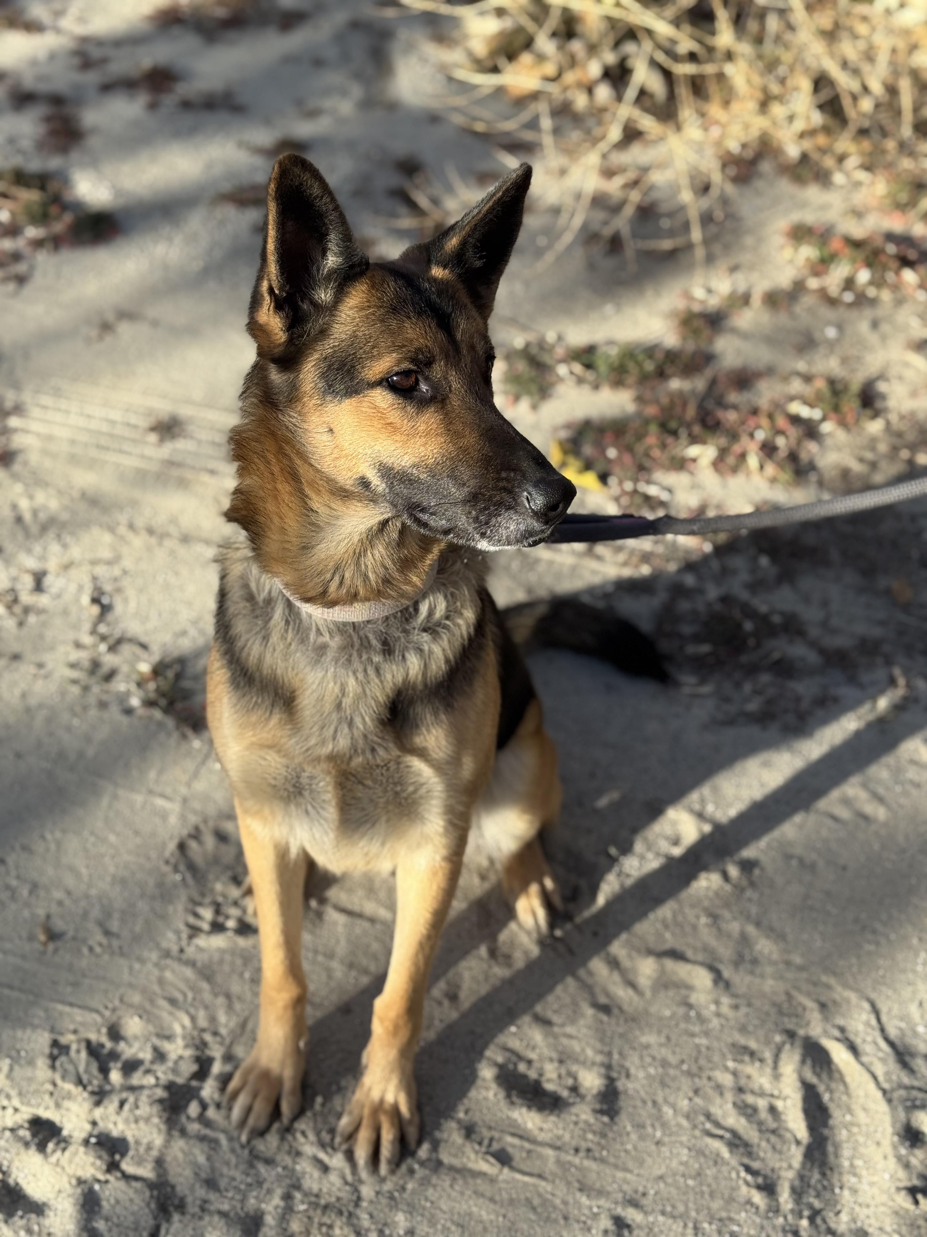 Enlarge Ella Marie, a ADOPTABLE German Shepherd Dog in Frazier Park, CA image 3/6