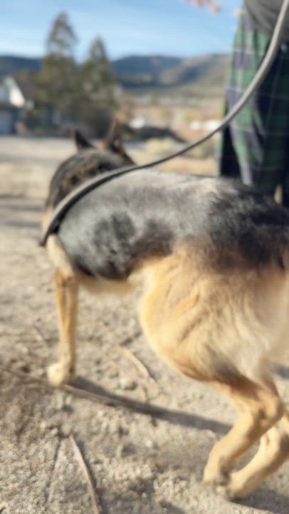Enlarge Ella Marie, a ADOPTABLE German Shepherd Dog in Frazier Park, CA video 2/6