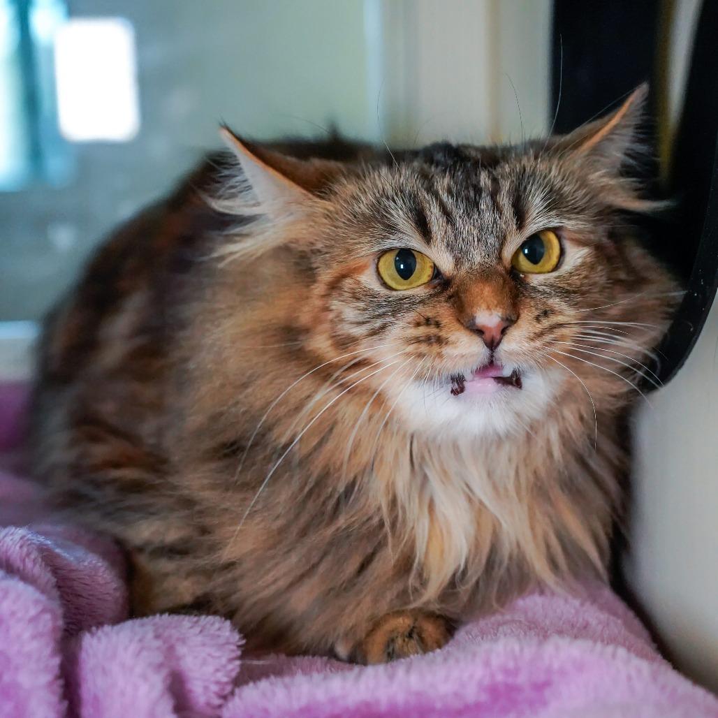 Enlarge Renee, a Adoptable Domestic Long Hair in Thomaston, ME image 1/4