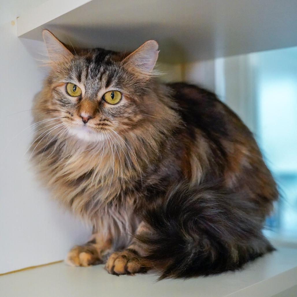 Enlarge Renee, a Adoptable Domestic Long Hair in Thomaston, ME image 2/4