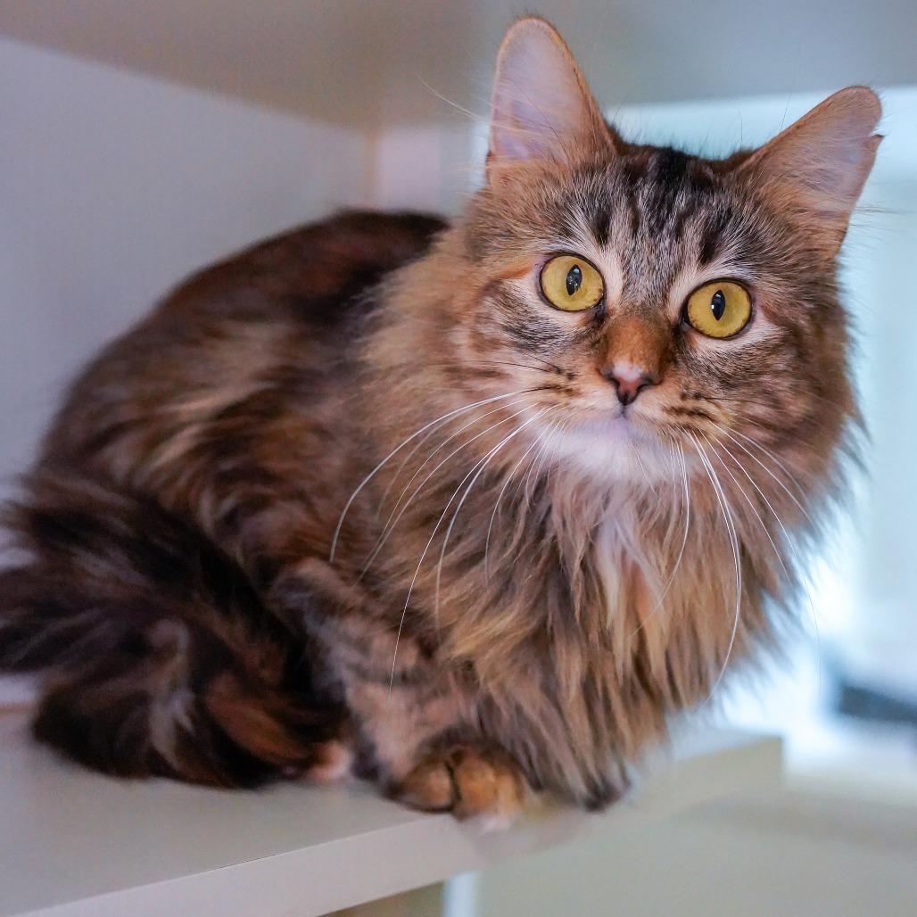 Enlarge Renee, a Adoptable Domestic Long Hair in Thomaston, ME image 3/4