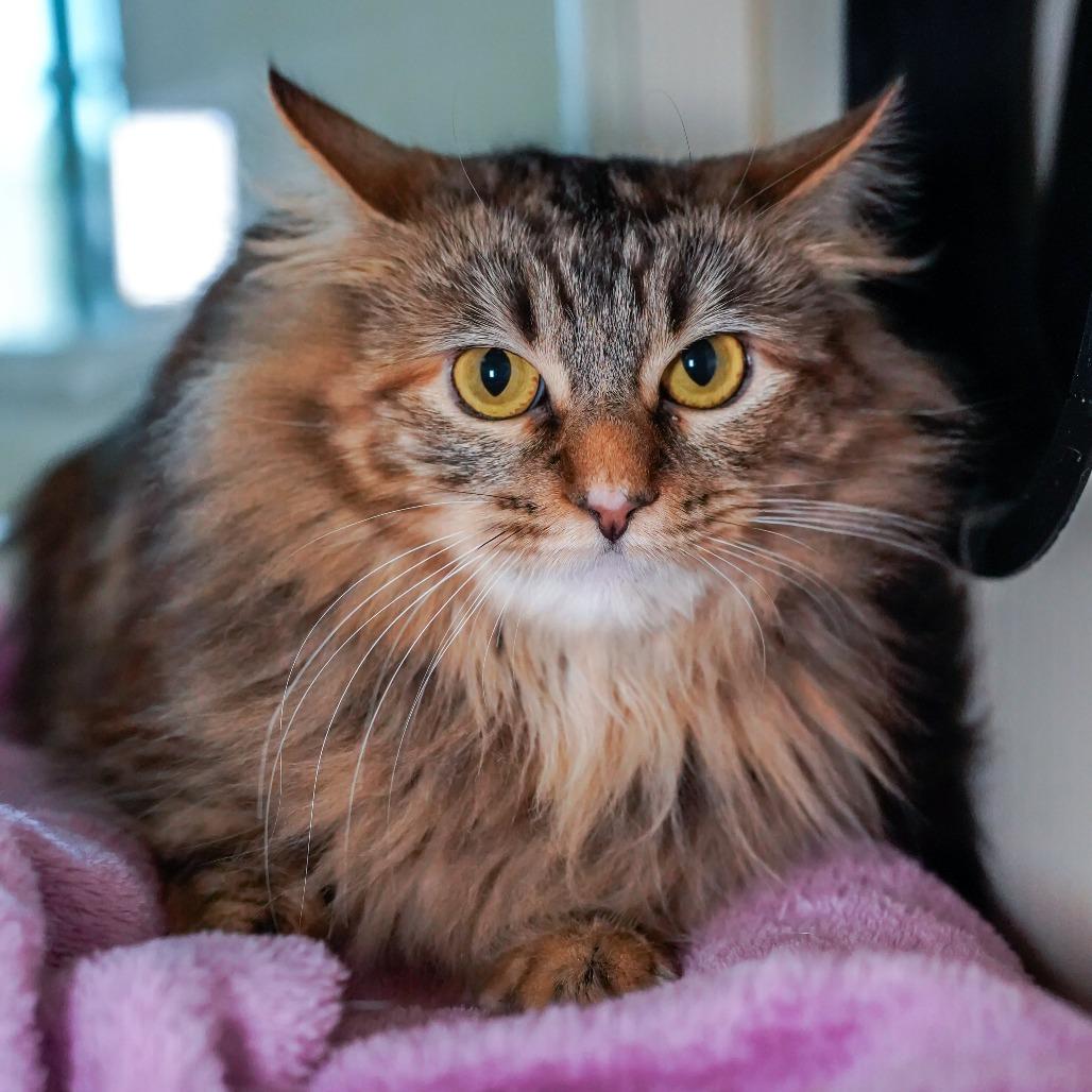Enlarge Renee, a Adoptable Domestic Long Hair in Thomaston, ME image 4/4
