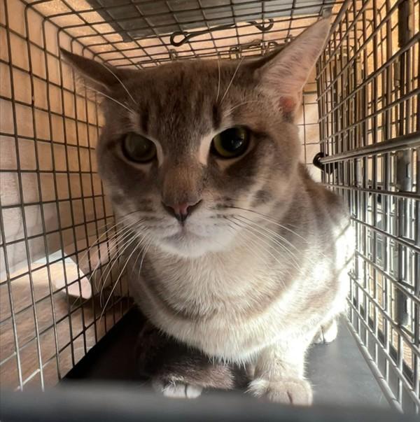 Mico, Adoptable, Young Male Domestic Short Hair.