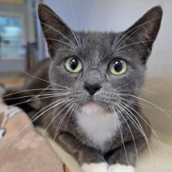 Mama Grey, a Adoptable Domestic Short Hair in Webster, TX image 1/4