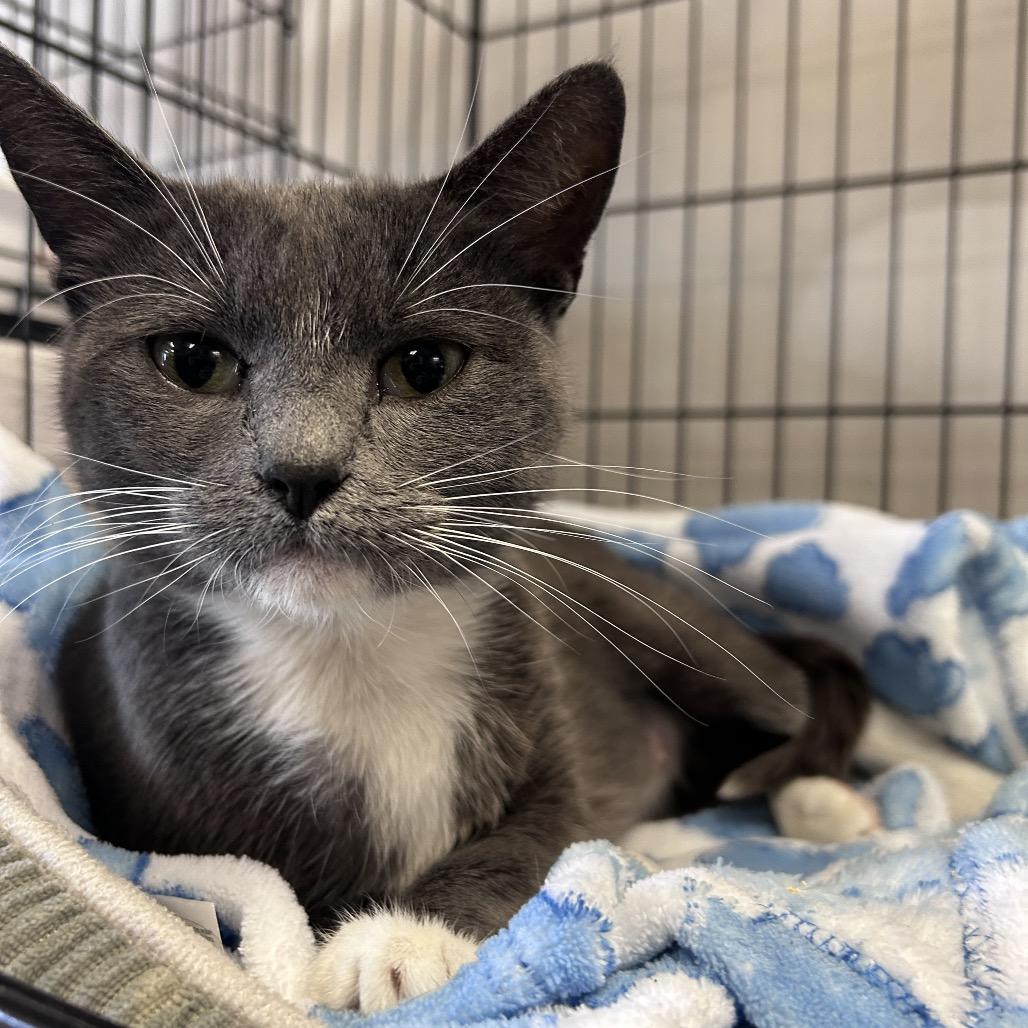 Mama Grey, a Adoptable Domestic Short Hair in Webster, TX image 2/4