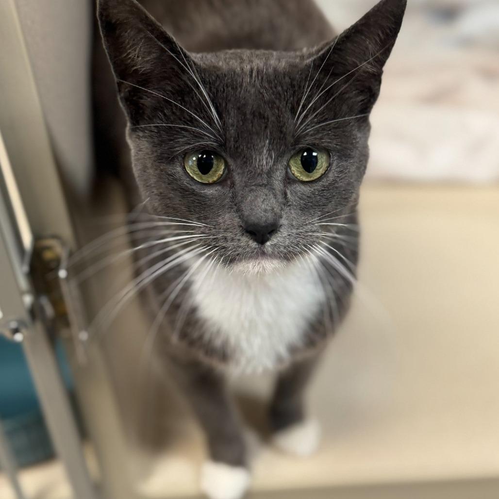 Mama Grey, a Adoptable Domestic Short Hair in Webster, TX image 3/4