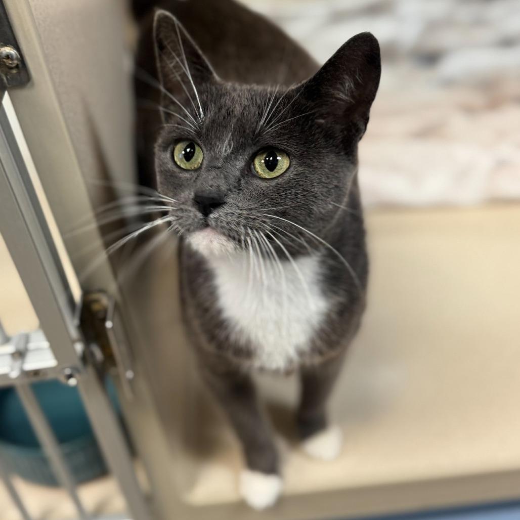 Mama Grey, a Adoptable Domestic Short Hair in Webster, TX image 4/4