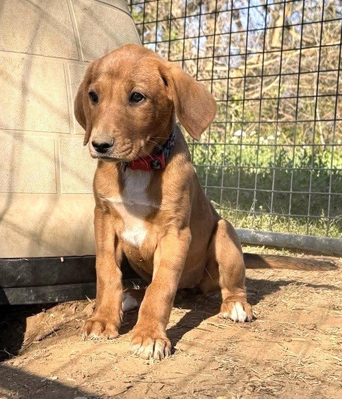 Lily JM in RI Hewitt/Poulin $649, Adopted, Puppy Female Hound.