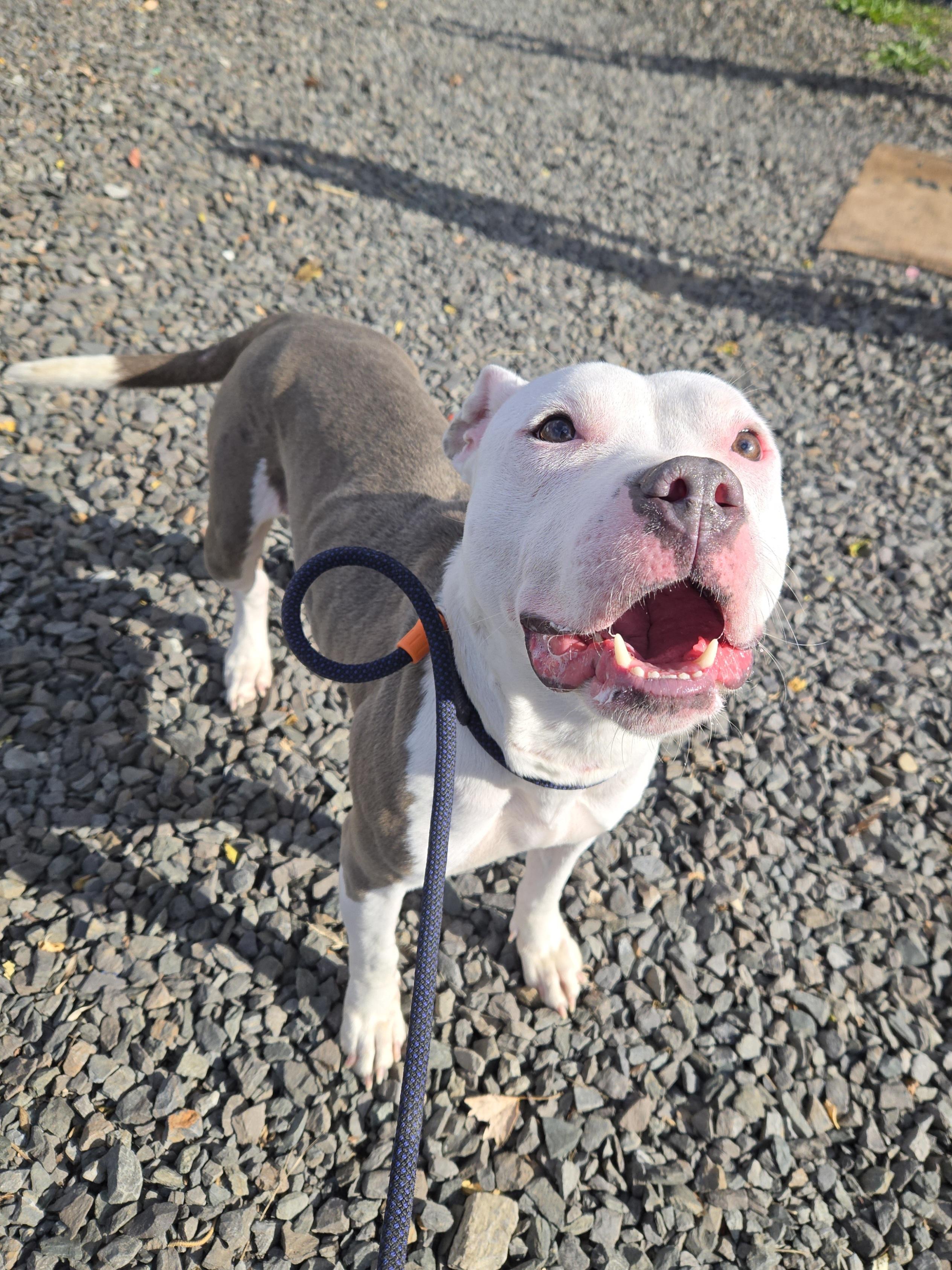 Enlarge Mercari, a Adoptable Pit Bull Terrier in Trenton, NJ image 1/3