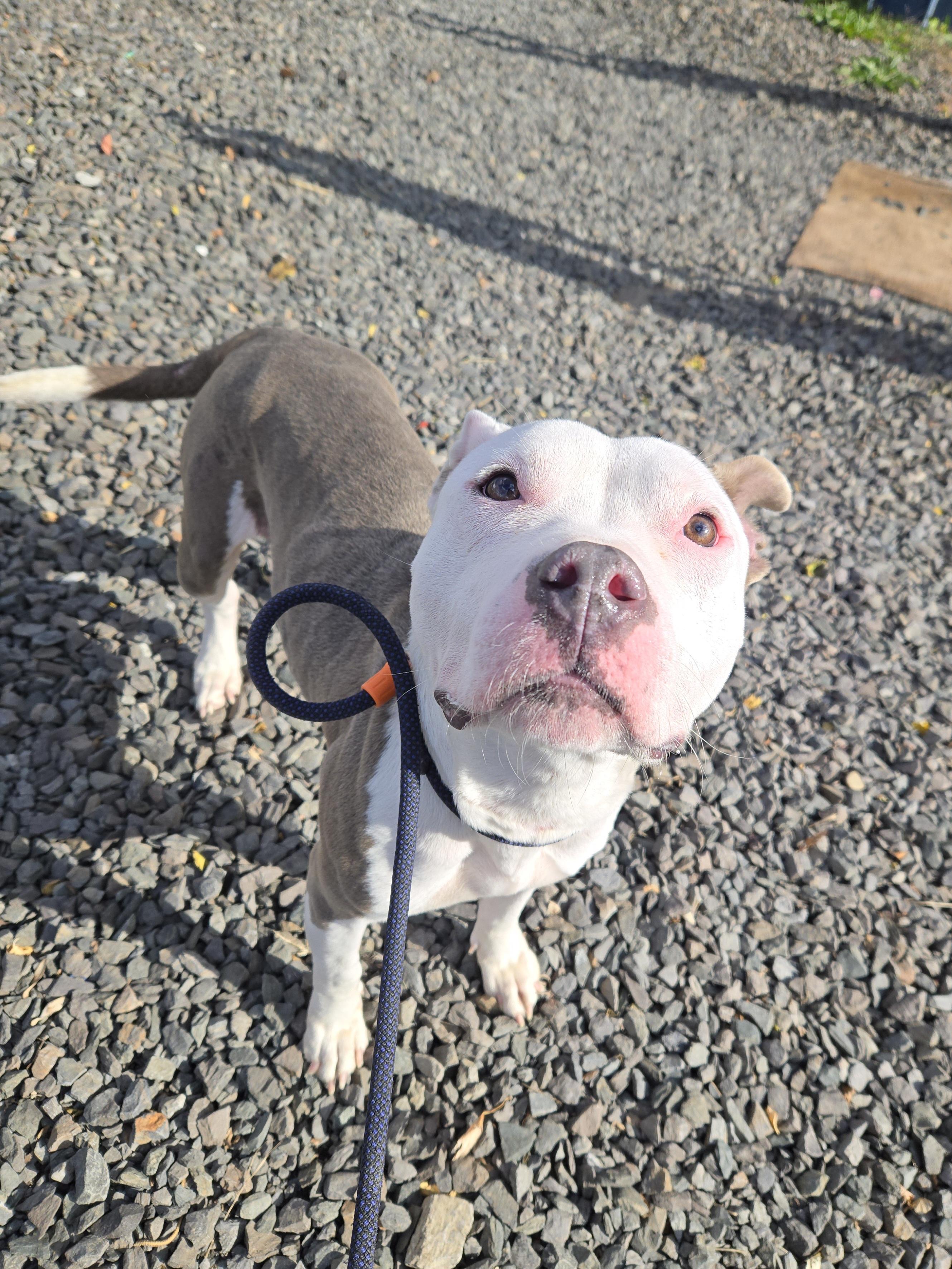 Enlarge Mercari, a Adoptable Pit Bull Terrier in Trenton, NJ image 2/3