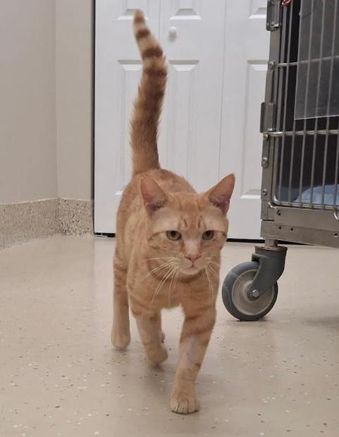 Enlarge Cantaloupe, a ADOPTABLE mixed breed in Little Falls, MN image 2/2