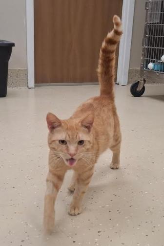 Cantaloupe, ADOPTABLE, Adult Male Domestic Short Hair.