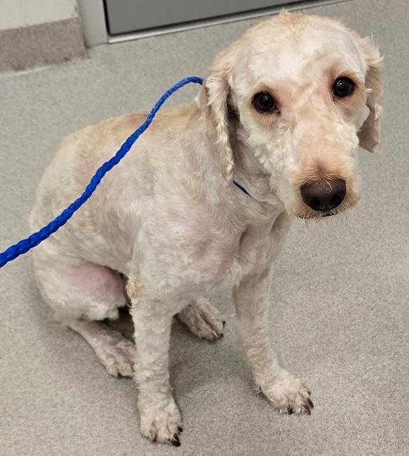 Enlarge 26-251 Melo, an adopted Goldendoodle in Amityville, NY image 1/1