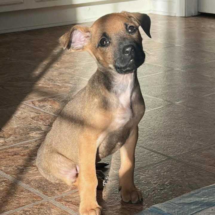 Umber, adoptable, Puppy Female Doberman Pinscher & German Shepherd Dog.