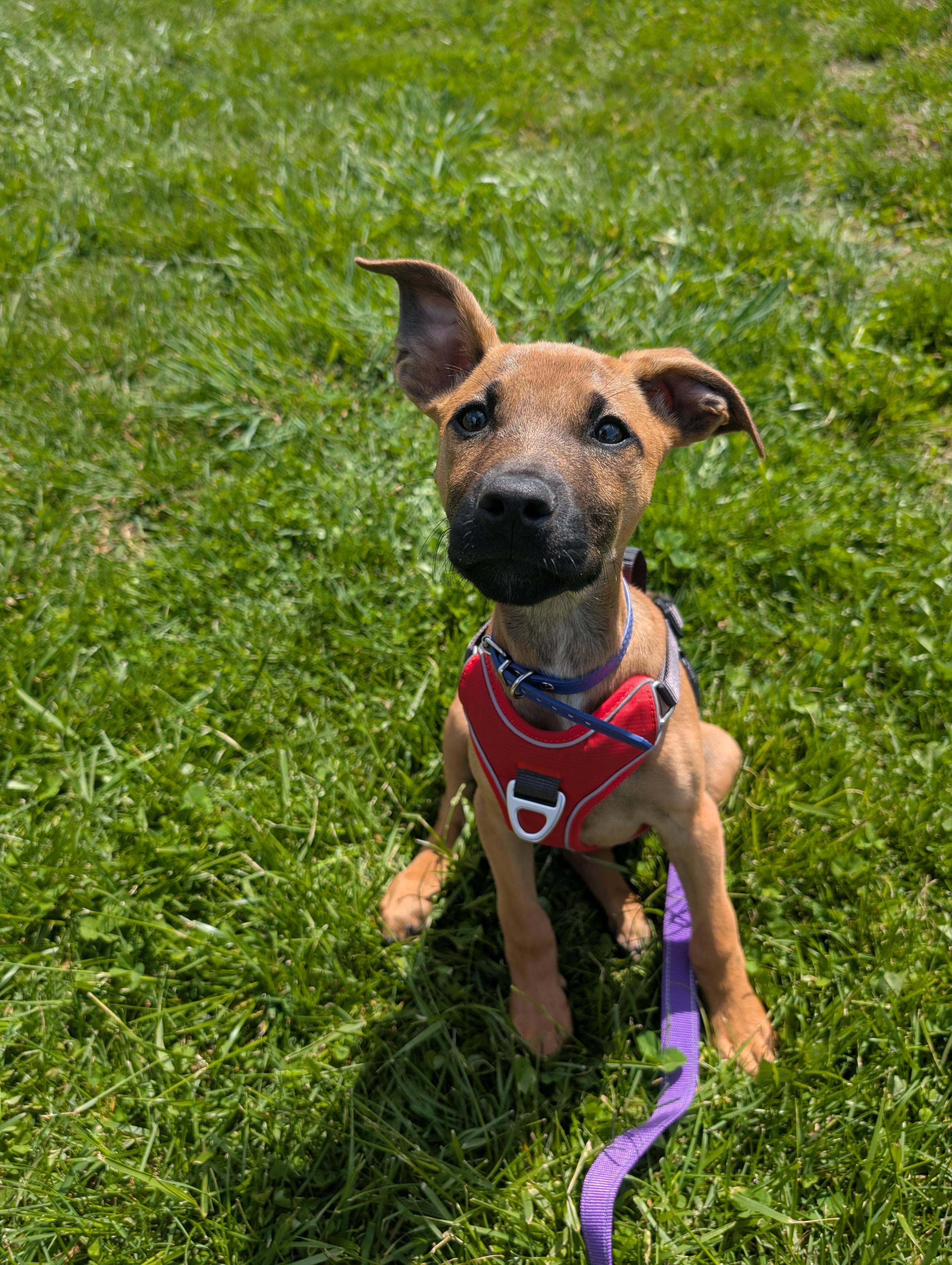 Umber, an adoptable mixed breed in Spring hill, TN image 4/5